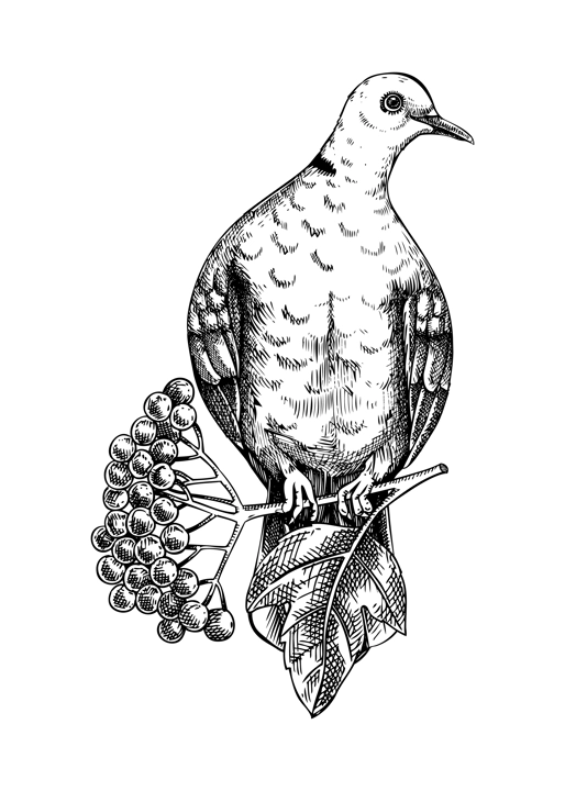 Collared dove sitting on flowering guelder rose branch sketch. Vector spring illustration isolated on white background. Hand drawn bird on blooming fruit tree with berries, leaves and flowers design 